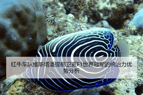 红牛车队维斯塔潘提前卫冕F1世界冠军的统治力优势分析